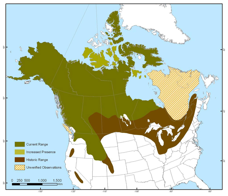 North American distribution of Wolverine