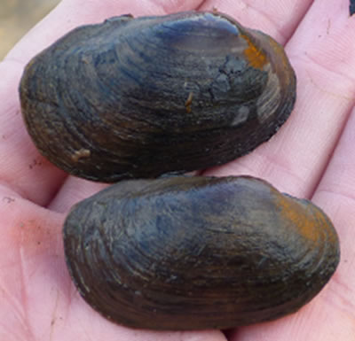 Photo of two Lilliput, Toxolasma parvum, shells. (See long description below)