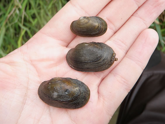 Photo of three live Lilliput, Toxolasma parvum, specimens displayed on a hand. (See long description below)