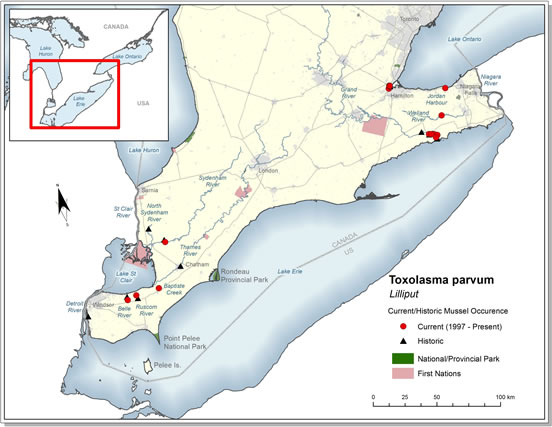 Map showing the historical (1943 to 1996) and current distribution (1997 to 2012) of the Lilliput in Canada. (See long description below)