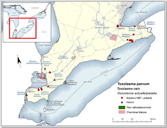 Carte des aires de répartition passée (de 1943 à 1996) et actuelle (de 1997 à 2012) du toxolasme nain au Canada. (Voir description longue ci-dessous.)