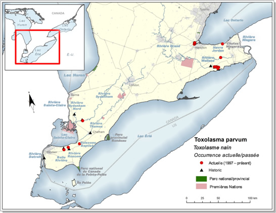 Figure 4. Zone d’occurrence du toxolasme nain d’après toutes les mentions faires sur le territoire canadien. (Voir description longue ci-dessous.)