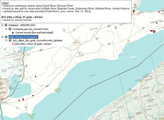 Map showing the locations of the 2 kilometre by 2 kilometre grid cells used to calculate current index of area of occupancy (IAO) for the Lilliput within Canada's extent of jurisdiction. (See long description below)