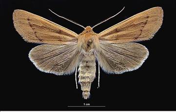 Dusky Dune Moth (Copablepharon longipenne)