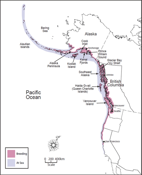 Figure 1. Global distribution of Marbled Murrelets (from Piatt et al. 2007, with permission). (See long description below)