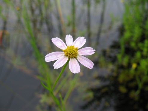 Photo of the Pink Coreopsis providing a detailed view of the flower arrangement