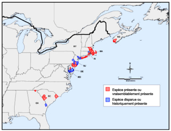 Aire de répartition mondiale du coréopsis rose (voir description longue ci-dessous).