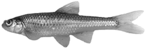 méné à grande bouche (Notropis dorsalis)