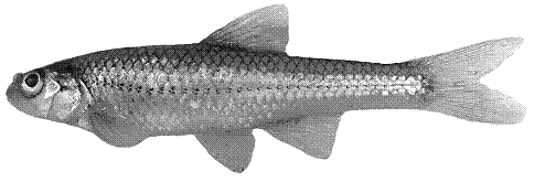 Bigmouth Shiner (Notropis dorsalis)