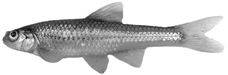 Figure 1: Fresh specimen of a Bigmouth Shiner (Notropis dorsalis)