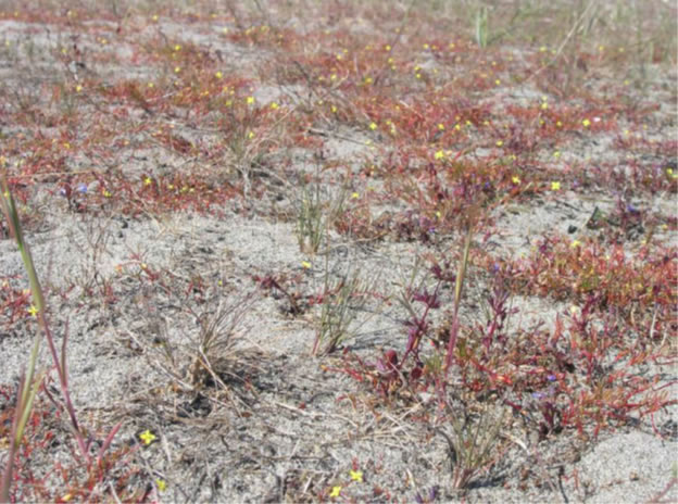 Figure 3: Typical habitat for Contorted-pod Evening-primrose in Canada.