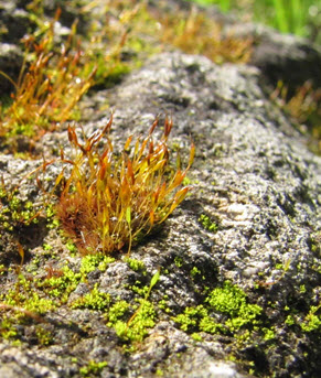 Porter’s Twisted Moss growing on an outcrop