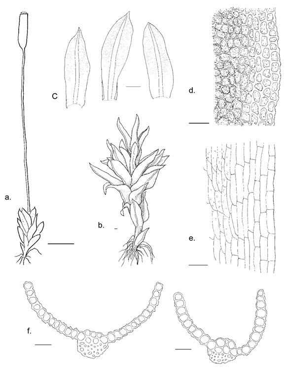 Illustrations of the Porter’s Twisted Moss (see long description below)