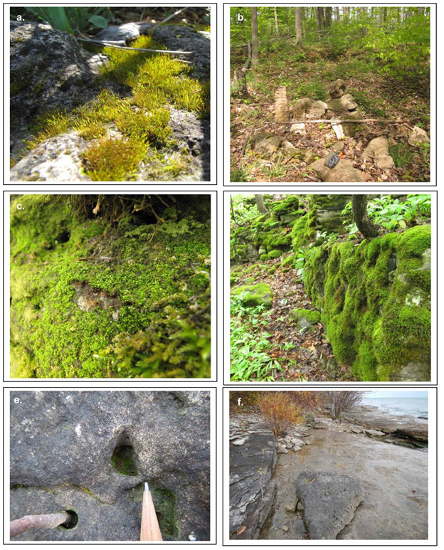 Photos of the Porter’s Twisted Moss (see long description below)