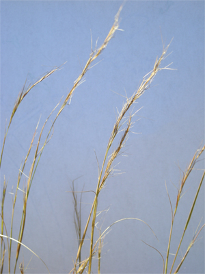 Forked Three-awned Grass