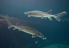 two Atlantic Sturgeons swimming on a dark background