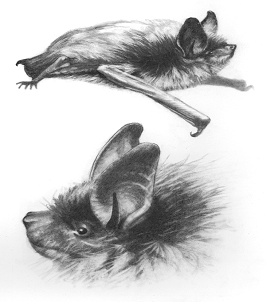 Keen’s Long-eared Bat (Myotis keenii)