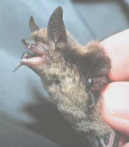 Figure 2. Photograph of Keen’s long-eared bat (Myotis keenii) captured at Gwaii Haanas National Park Reserve, Haida Gwaii, British Columbia. Photo by D.W. Burles.