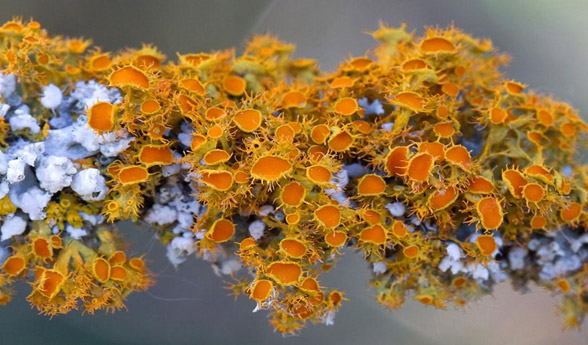 Golden-eye Lichen