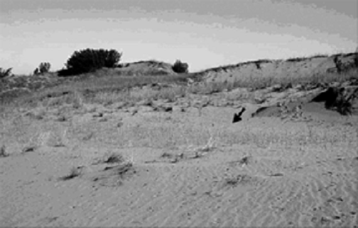 Figure 3. Colonie d’hélianthe des prairies occupée par l’héliotin d’Aweme aux dunes Spirit, dans le parc national Spruce Woods (Manitoba). Les hélianthes se trouvent au bas de la pente à la bordure du sable mobile. Le 4&nbsp;août 2004.