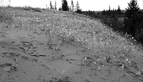 Figure 6. Hélianthes des prairies en pleine floraison sur un front dunaire, dans les dunes Spirit dans le parc provincial Spruce Woods (Manitoba). Le 27 août 2004.
