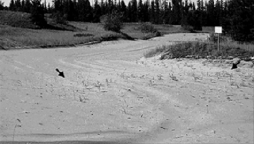 Figure 7. Hélianthes des prairies poussant dans le terrain perturbé d’une route et d’un coupe-feu de la BFC Shilo. Le 4 août 2004.