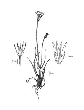 L’uropappe de Lindley