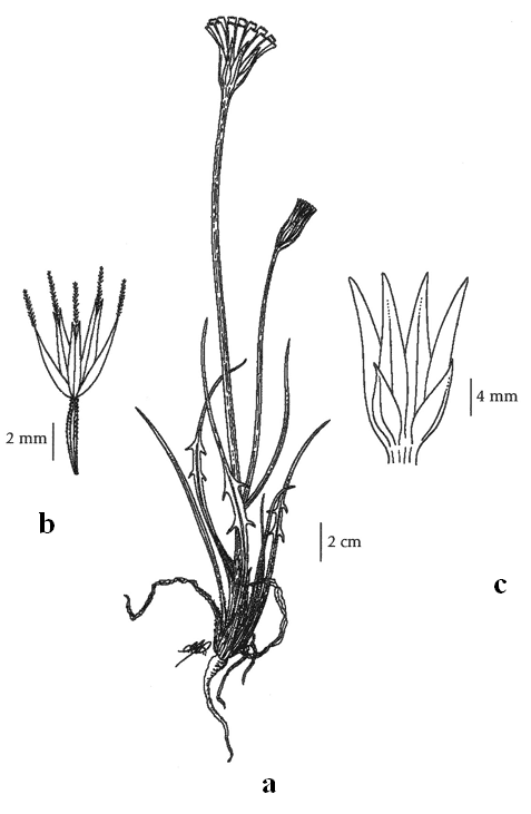 Figure 1.  Illustration of Uropappus lindleyi