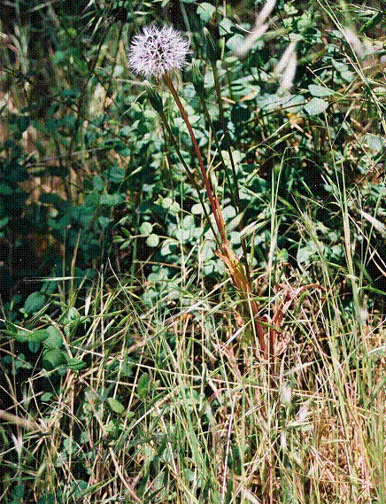 Figure 2.Uropappus lindleyi in seed on Galiano Island, British Columbia. A plant with one large, round mature fruiting head is present in centre of photo (Photo by S.J. Smith 2004).