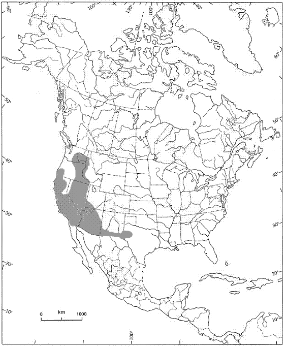 Figure 3. Distribution of Uropappus lindleyi in North America (based on USDA, NRCS 2007).
