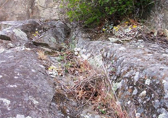 Figure 5.Uropappus lindleyi on sandstone cliffs on SaturnaIsland. Whitish fluffy round fruiting heads are visible at middle centre of photo