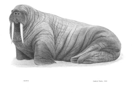 Atlantic Walrus.