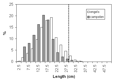 Figure 7.  Length distribution of roughhead grenadier catches in the fall surveys of the Labradorand NE Newfoundland Shelves and the Grand Bank. Lengths are pre-anal fin length (AFL). Distributions are shown separately for the Engels trawl used prior to 1994 and for the Campelen trawl used since 1995. The dashed line denotes the approximate length at maturity for females.