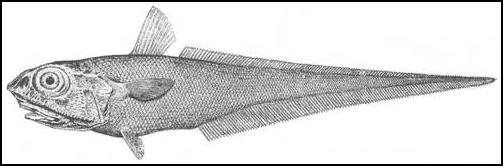 Figure 1.    Illustration du Macrourus berglax. Dessin de H. L. Todd, tiré de Collette et Klein-MacPhee (2002). Reproduction autorisée par la Division of Fishes, National Museum of Natural History, Smithsonian Institution.