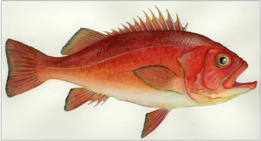 Illustration of a Yelloweye Rockfish Sebastes ruberrimus.