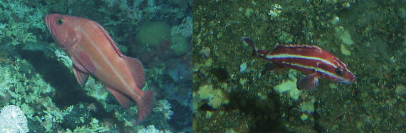 Two photos of Yelloweye Rockfish (see long description below).
