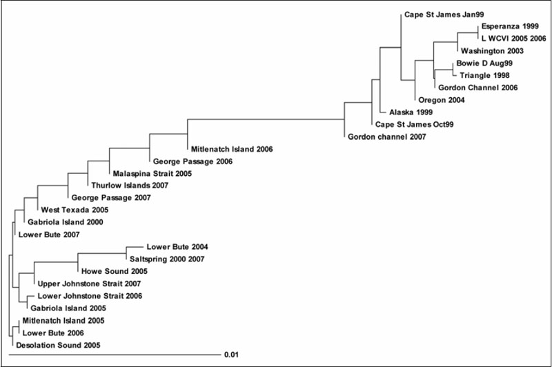 Neighbour-joining dendrogram (see long description below).