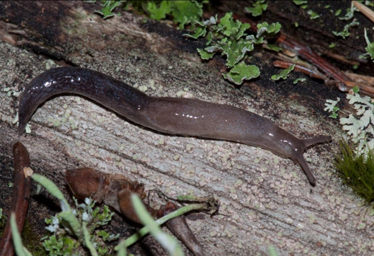 Sheathed Slug