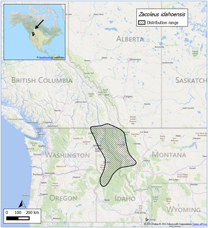 Global distribution in western North America