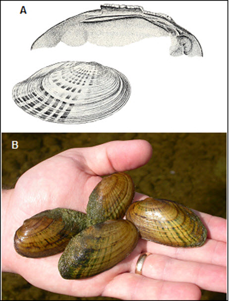 images of shells