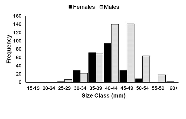 bar chart