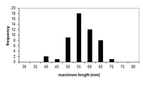 bar chart