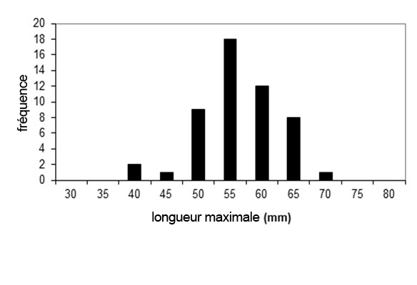 graphique à barres