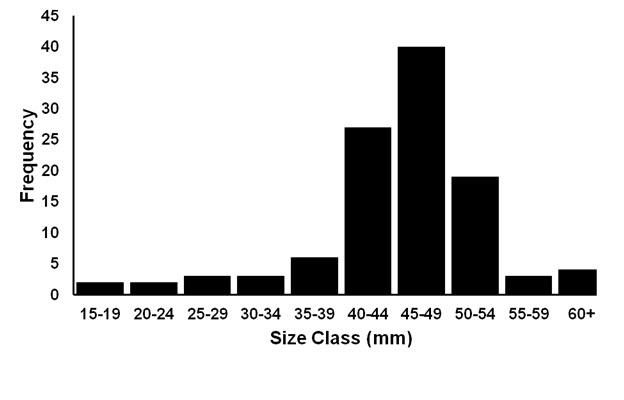 bar chart