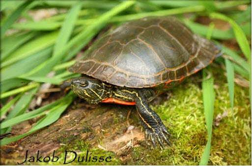 Western Painted Turtle on a log