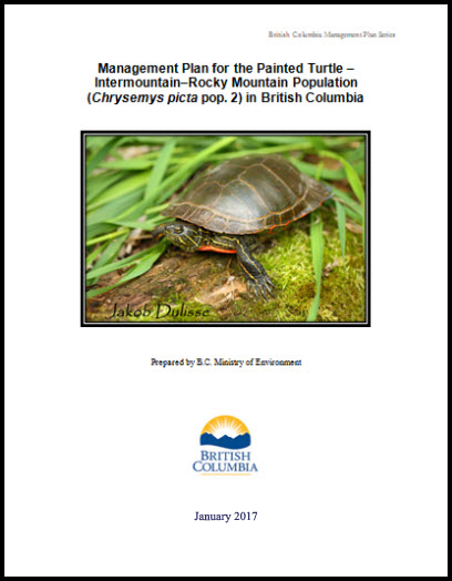 Photo of Western Painted Turtle