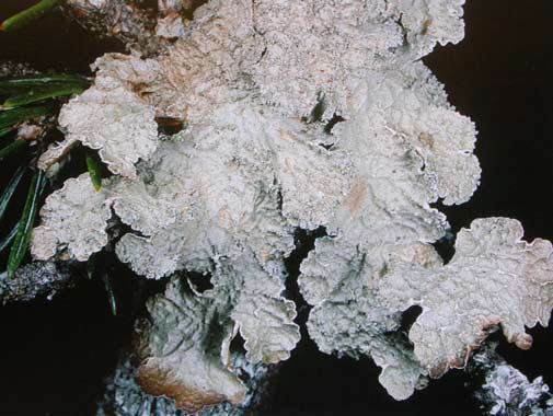 Lichen cryptique