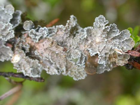 Figure 3. Nephroma occultum