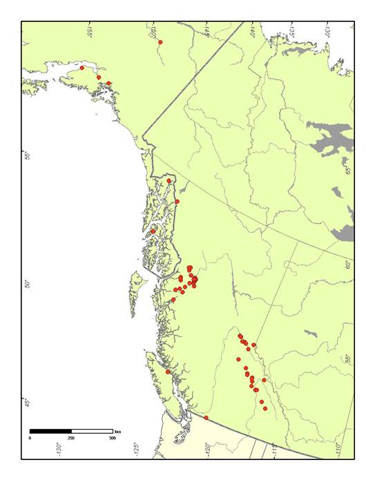 Figure 5. Aire de répartition du Nephroma occultum au Canada et en Alaska.