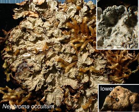 Figure 2. Nephroma occultum